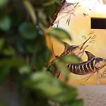 Paziflora Hostel