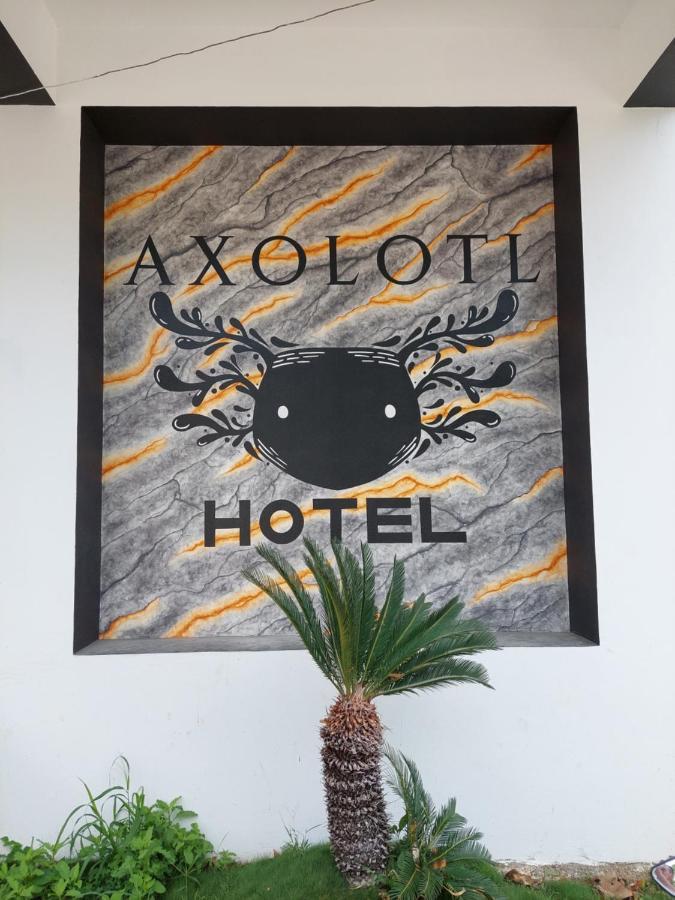 Axolotl Puerto Escondido (Oaxaca)