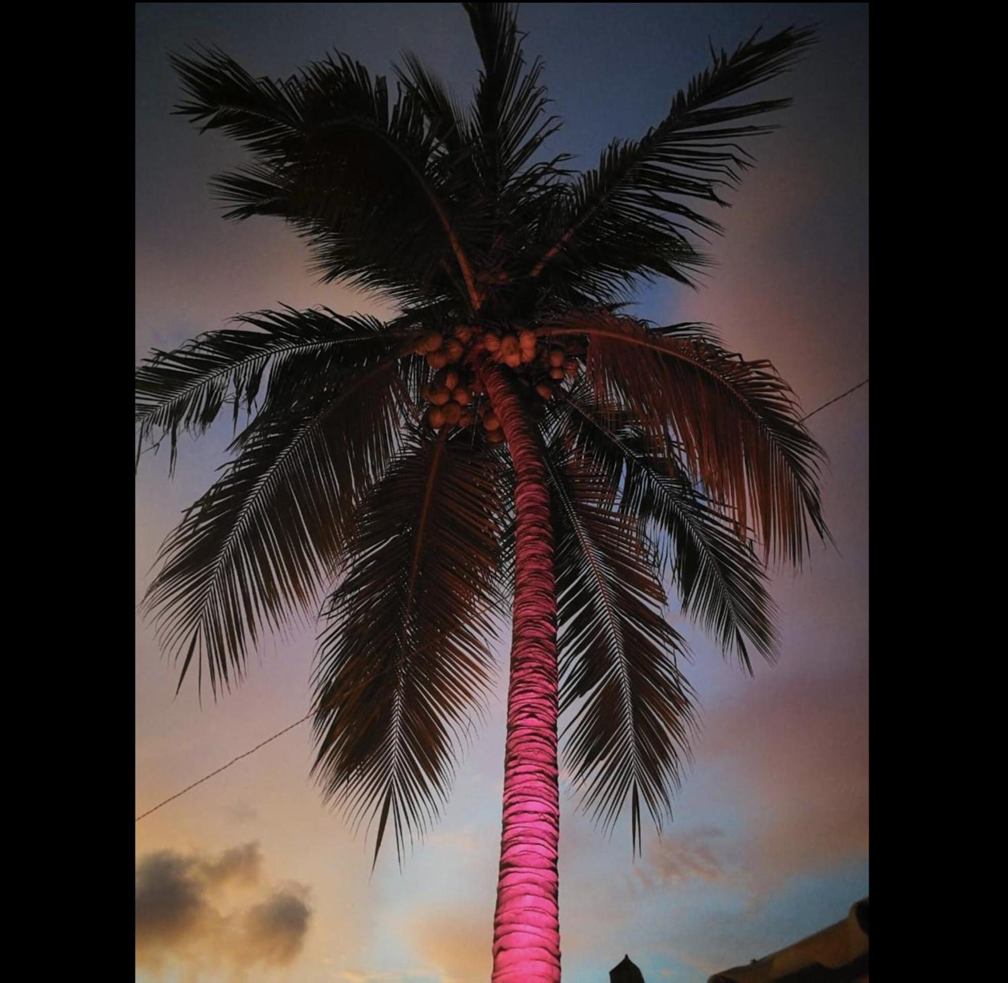 La Palmera *